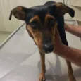 Pipa