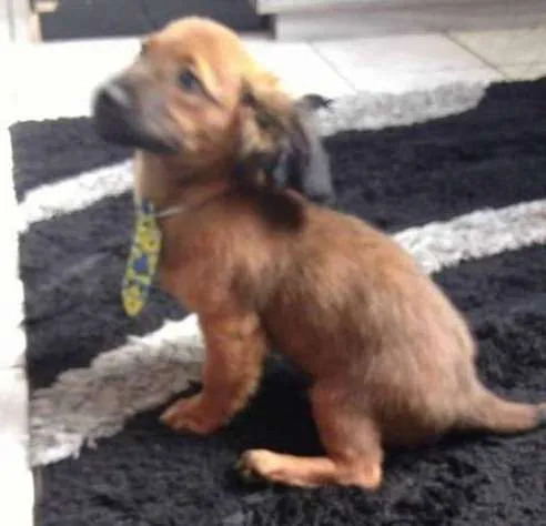 Cachorro ra a Basset-Cofap idade 2 a 6 meses nome Tito
