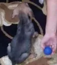 LUIGI