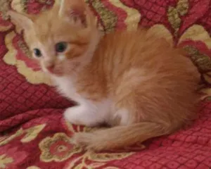 Gato raça SRD idade 2 a 6 meses nome Sem nome