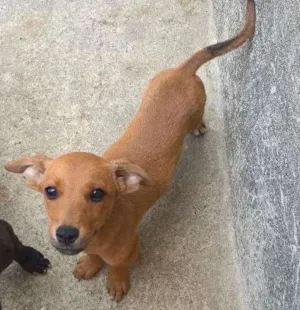 Cachorro raça vira lata idade 2 a 6 meses nome ?