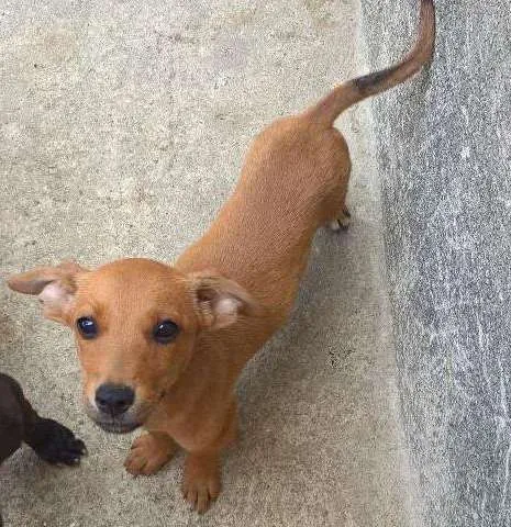 Cachorro ra a vira lata idade 2 a 6 meses nome ?