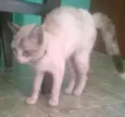 Luisa