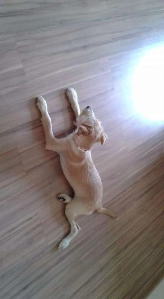 Cachorro raça Srd idade 2 a 6 meses nome Mel