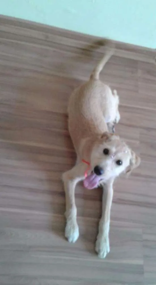 Cachorro raça Srd idade 2 a 6 meses nome Mel