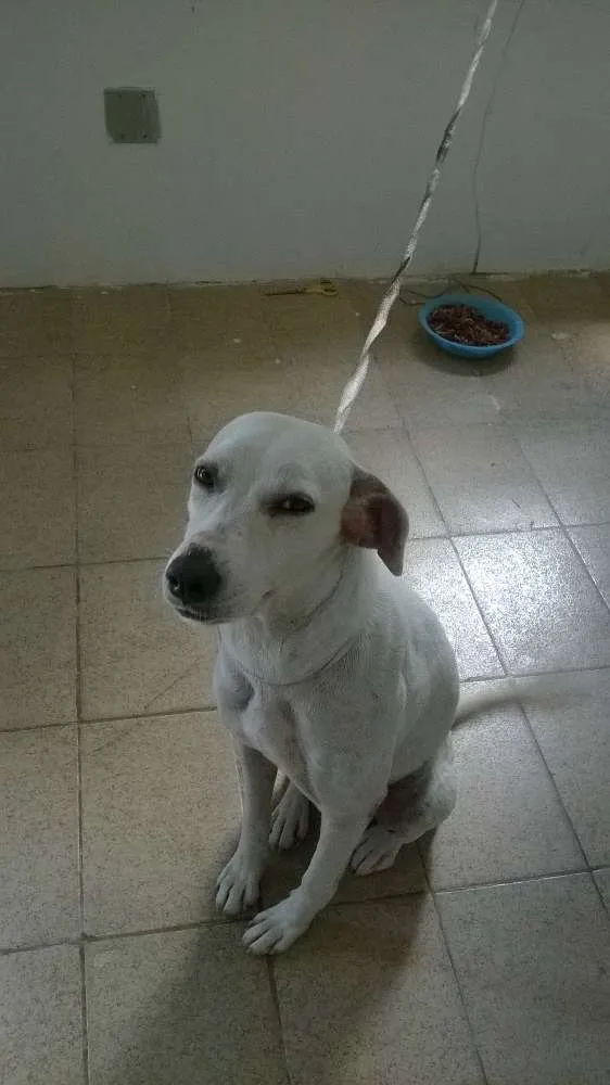 Cachorro ra a SRD idade 1 ano nome PRETA