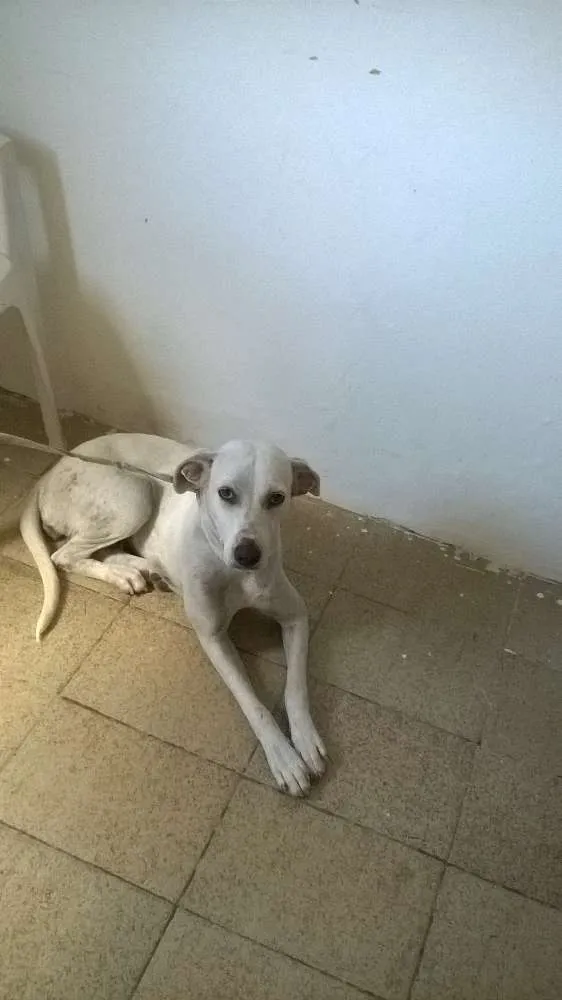 Cachorro ra a SRD idade 1 ano nome PRETA