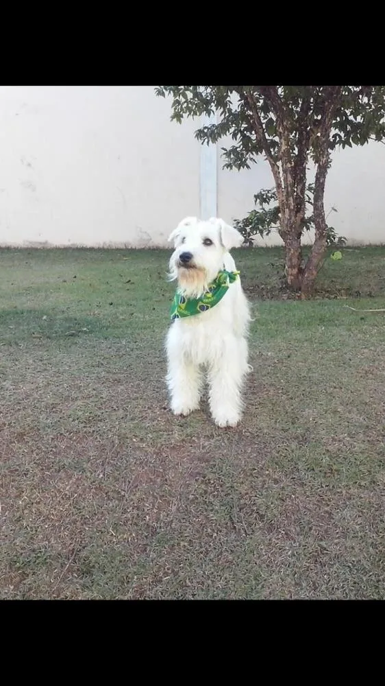 Cachorro ra a Schnauzer  idade 4 anos nome Tintim 