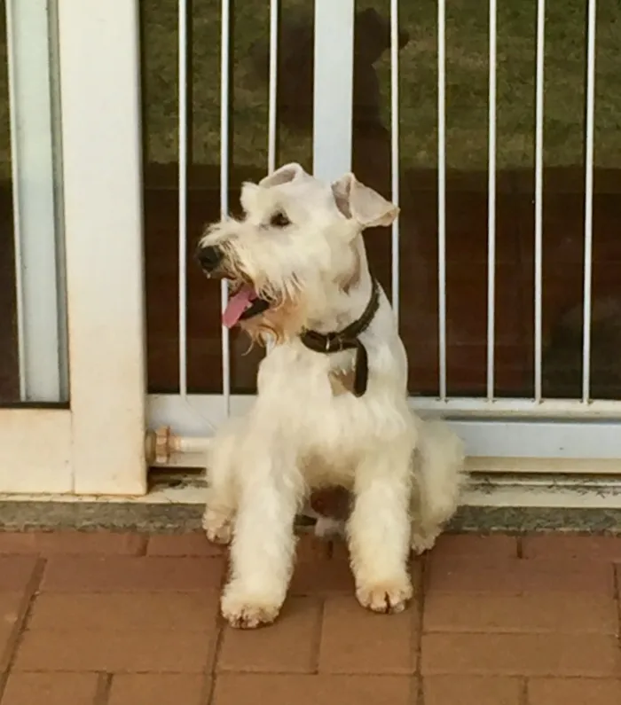 Cachorro ra a Schnauzer  idade 4 anos nome Tintim 