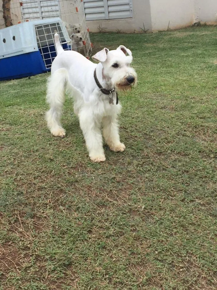 Cachorro ra a Schnauzer  idade 4 anos nome Tintim 