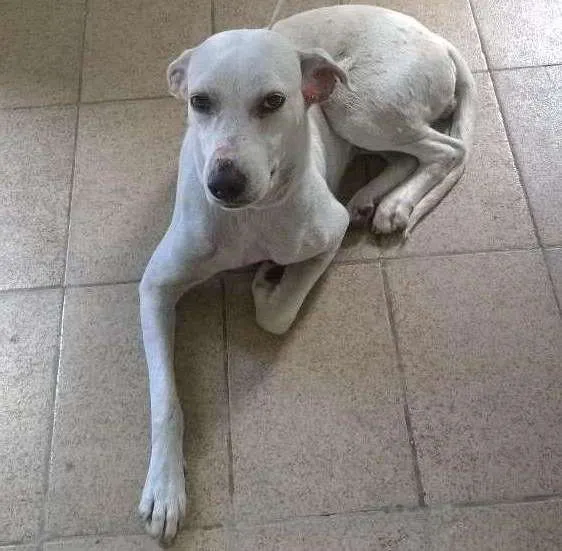 Cachorro ra a SRD idade 1 ano nome PRETA