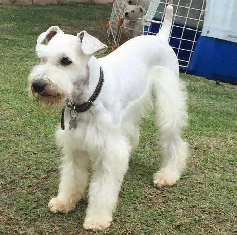 Cachorro ra a Schnauzer  idade 4 anos nome Tintim 