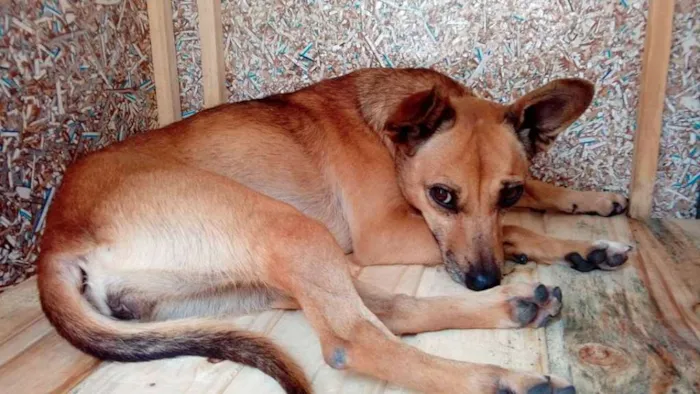 Cachorro ra a SRD idade 2 anos nome Camila
