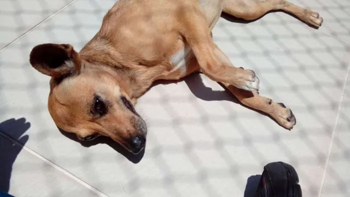 Cachorro ra a SRD idade 2 anos nome Camila