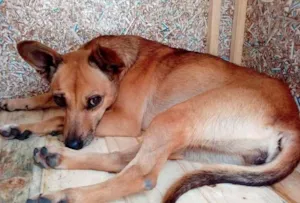 Cachorro raça SRD idade 2 anos nome Camila