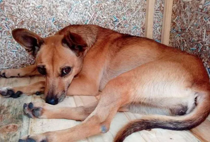 Cachorro ra a SRD idade 2 anos nome Camila