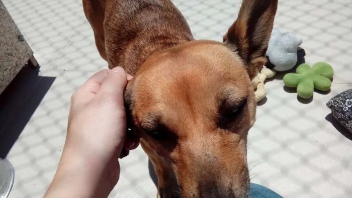 Cachorro ra a SRD idade 2 anos nome Camila