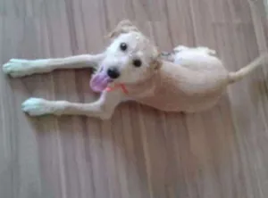 Cachorro raça Srd idade 2 a 6 meses nome Mel
