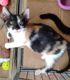 Gato raça SRD idade Abaixo de 2 meses nome Cléo