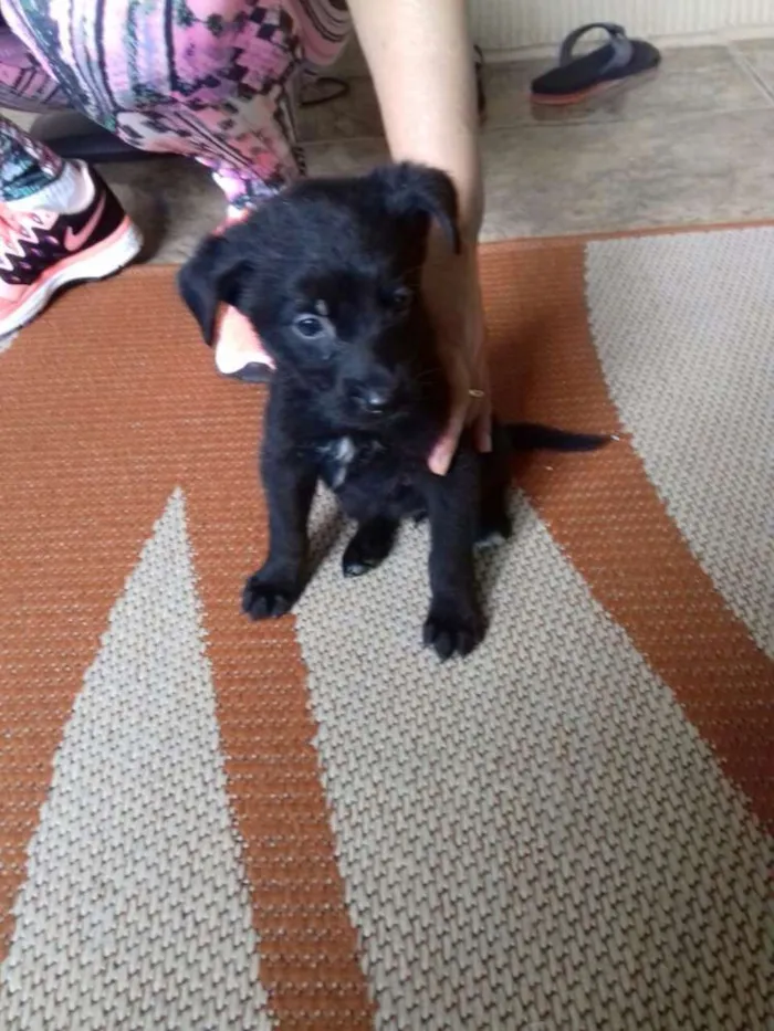 Cachorro ra a srd idade 2 a 6 meses nome bebes claudi