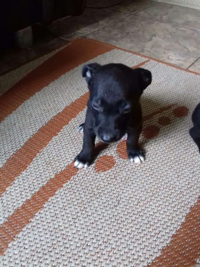 Cachorro ra a srd idade 2 a 6 meses nome bebes claudi