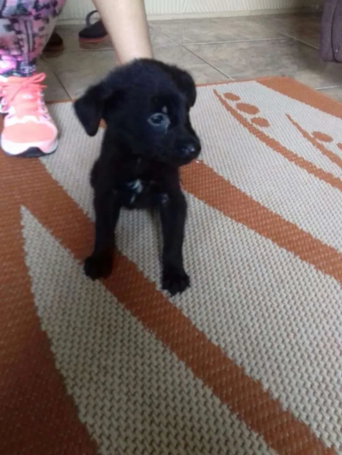 Cachorro ra a srd idade 2 a 6 meses nome bebes claudi