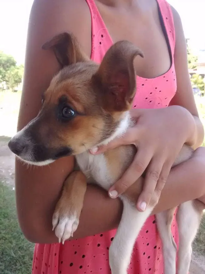 Cachorro raça RSD idade 2 a 6 meses nome Dante