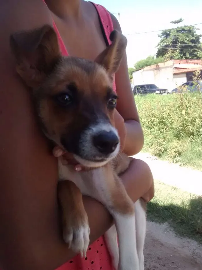 Cachorro raça RSD idade 2 a 6 meses nome Dante