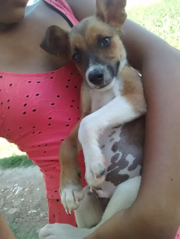 Cachorro raça RSD idade 2 a 6 meses nome Dante