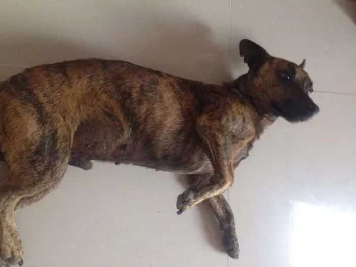 Cachorro ra a sem raça dedifida idade 2 anos nome sem nome