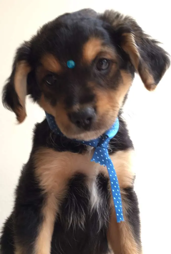 Cachorro ra a Tombalatas idade 2 a 6 meses nome Sem nomes