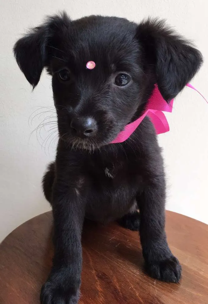 Cachorro ra a Tombalatas idade 2 a 6 meses nome Sem nomes