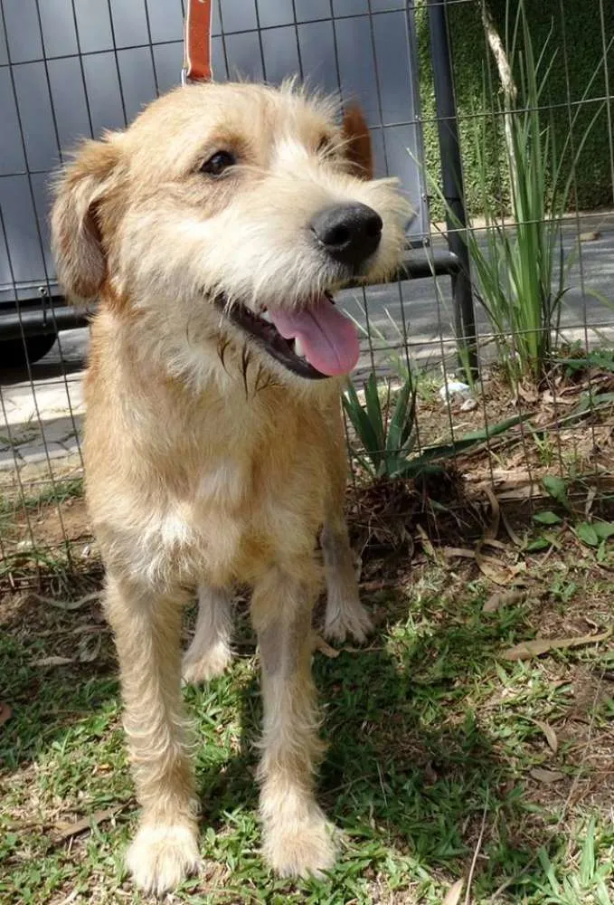 Cachorro ra a SRD idade 1 ano nome House