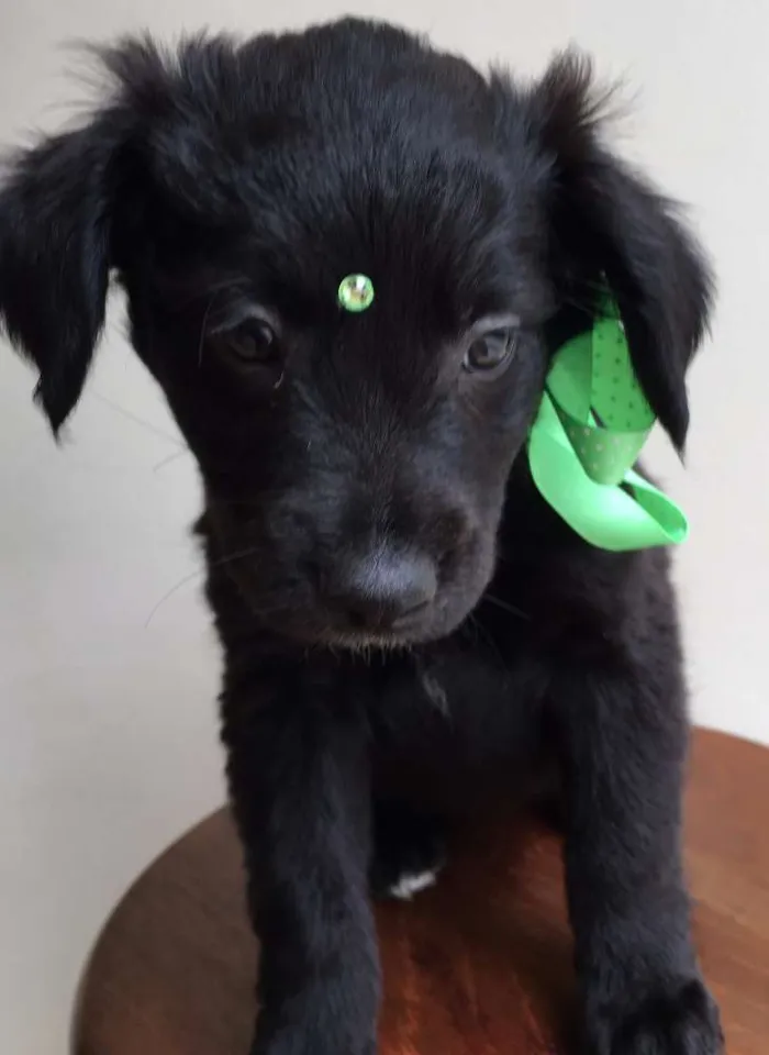 Cachorro ra a Tombalatas idade 2 a 6 meses nome Sem nomes