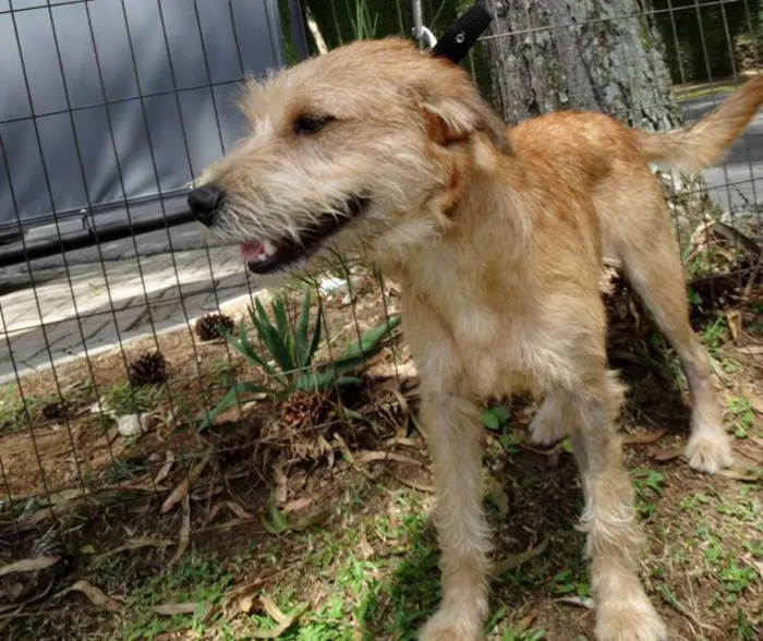 Cachorro ra a SRD idade 1 ano nome House