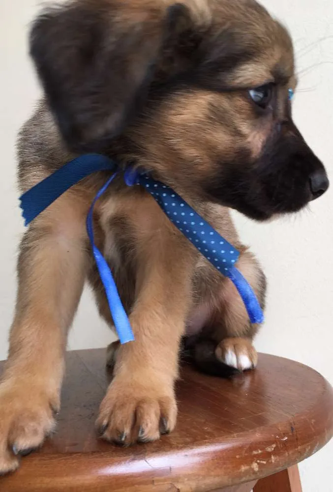 Cachorro ra a Tombalatas idade 2 a 6 meses nome Sem nomes