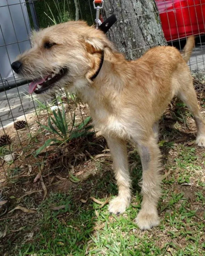 Cachorro ra a SRD idade 1 ano nome House