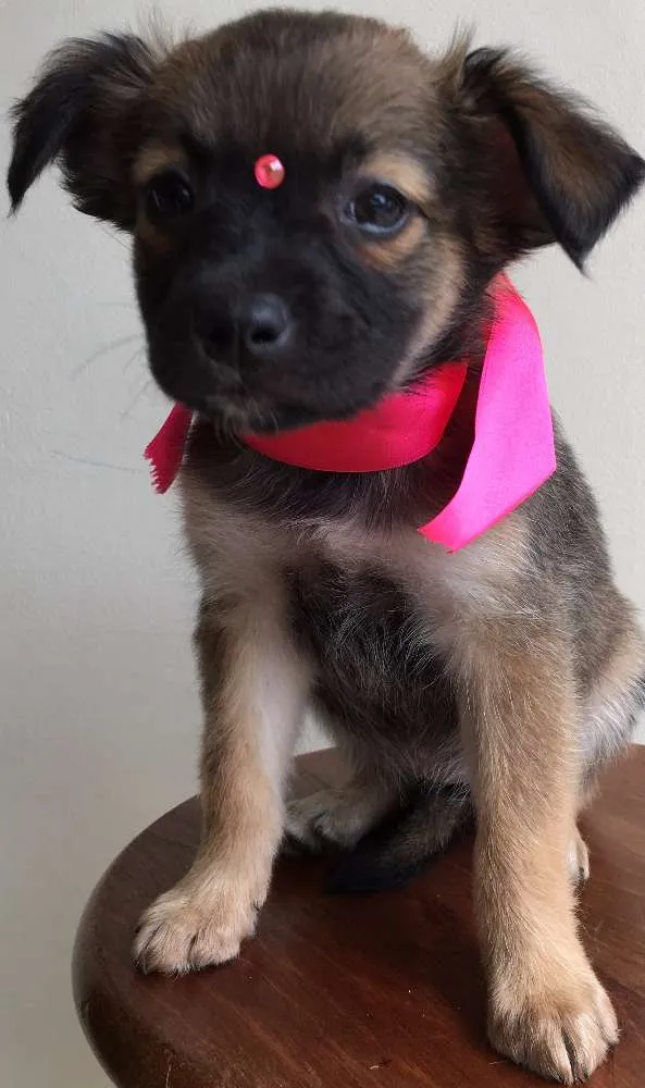 Cachorro ra a Tombalatas idade 2 a 6 meses nome Sem nomes