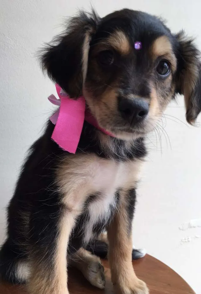 Cachorro ra a Tombalatas idade 2 a 6 meses nome Sem nomes