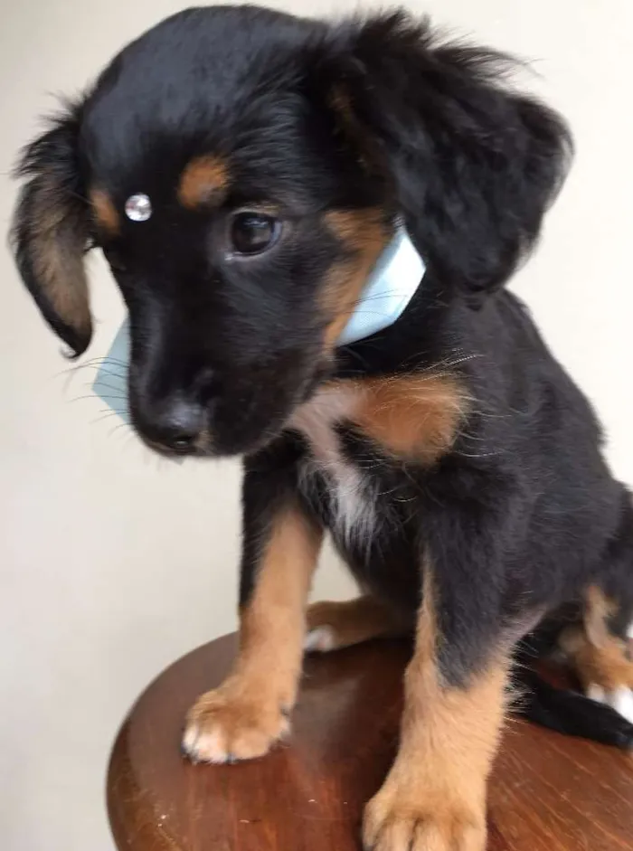 Cachorro ra a Tombalatas idade 2 a 6 meses nome Sem nomes