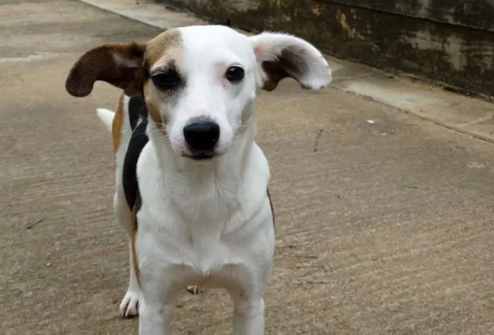 Cachorro ra a SRD idade 1 ano nome Aquila