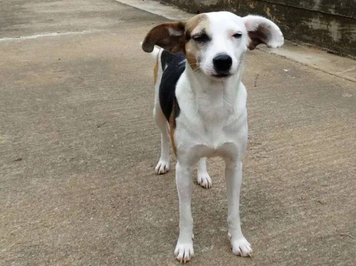 Cachorro ra a SRD idade 1 ano nome Aquila