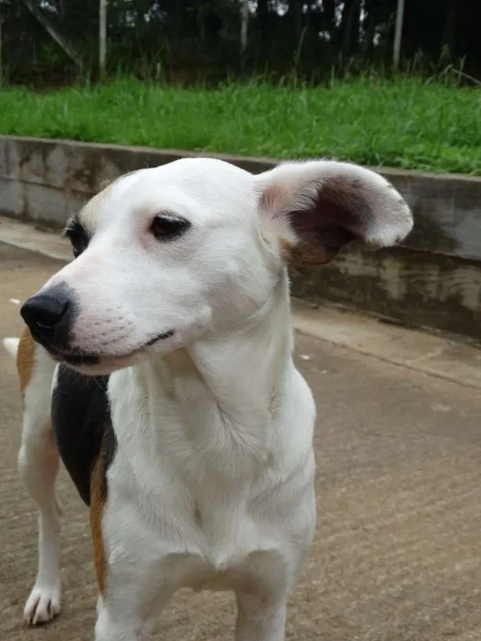Cachorro ra a SRD idade 1 ano nome Aquila
