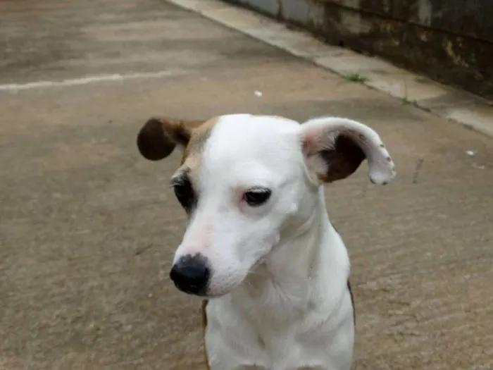 Cachorro ra a SRD idade 1 ano nome Aquila