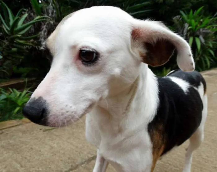 Cachorro ra a SRD idade 1 ano nome Aquila