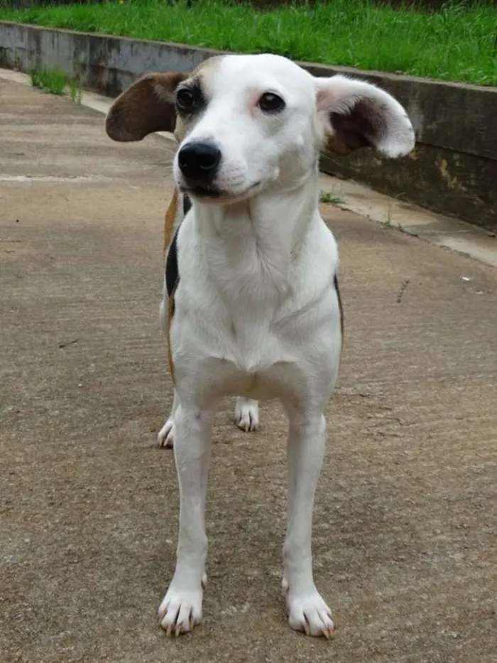 Cachorro ra a SRD idade 1 ano nome Aquila