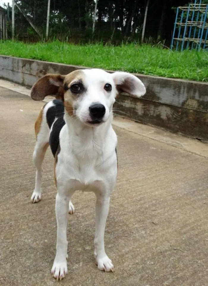 Cachorro ra a SRD idade 1 ano nome Aquila
