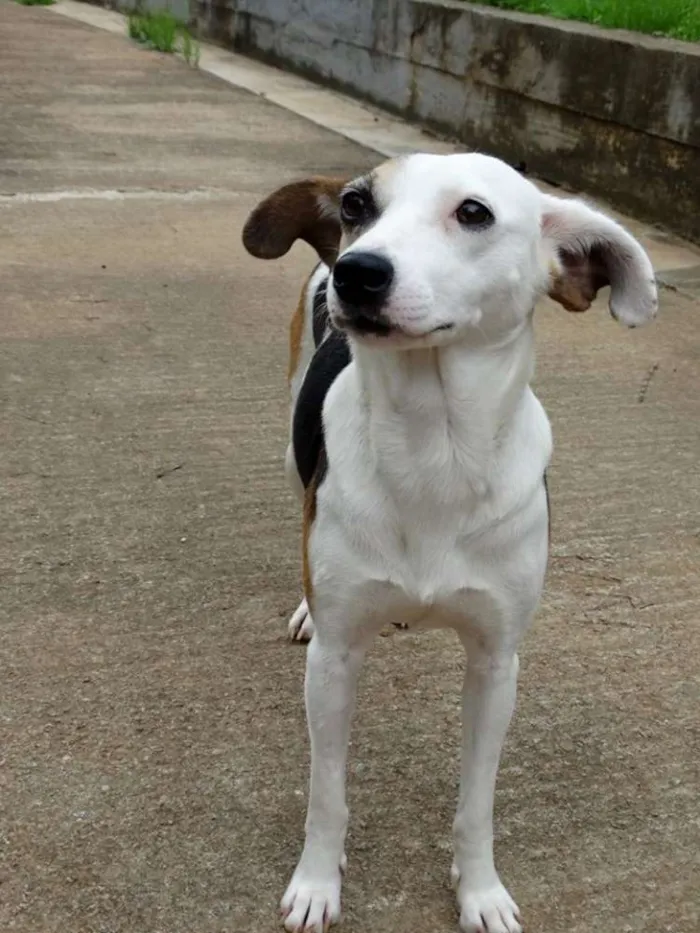 Cachorro ra a SRD idade 1 ano nome Aquila