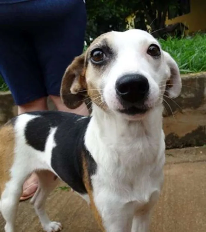 Cachorro ra a SRD idade 1 ano nome Aquila