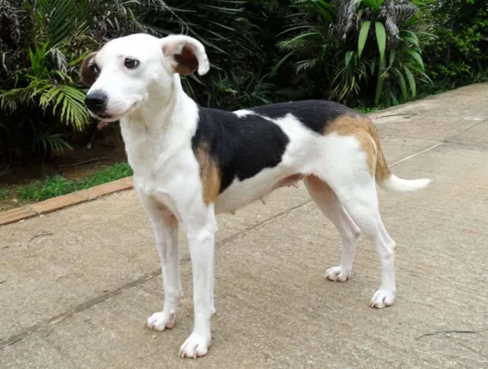 Cachorro ra a SRD idade 1 ano nome Aquila